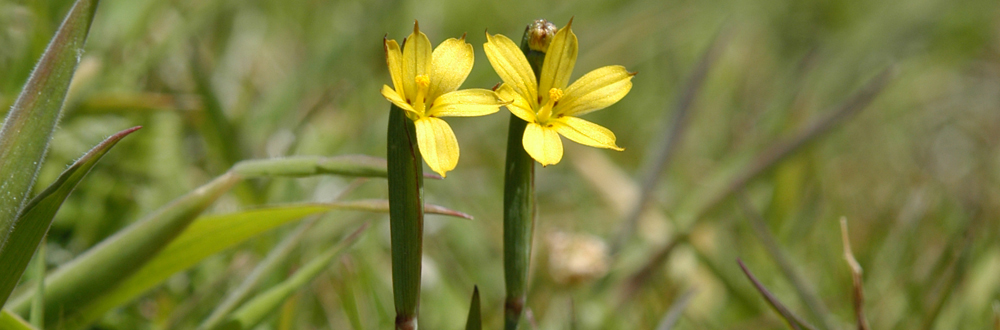 YELLOW PALE MAIDEN Sisyrinchium chilense